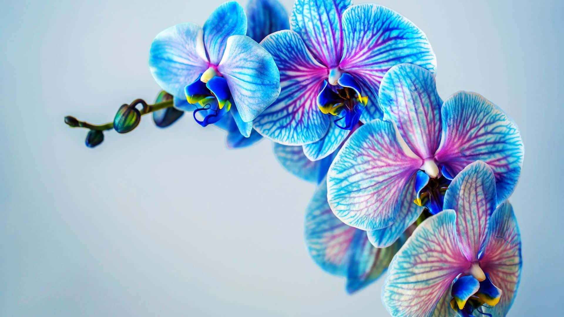 Орхидея Голубая С Розовыми Прожилками