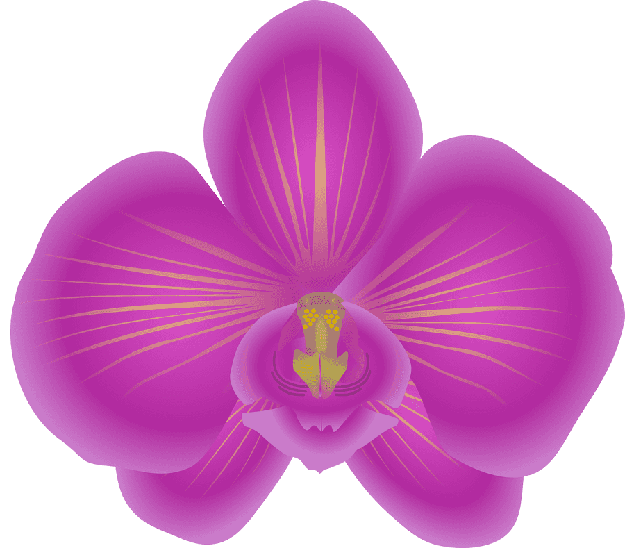 Orchids Png
