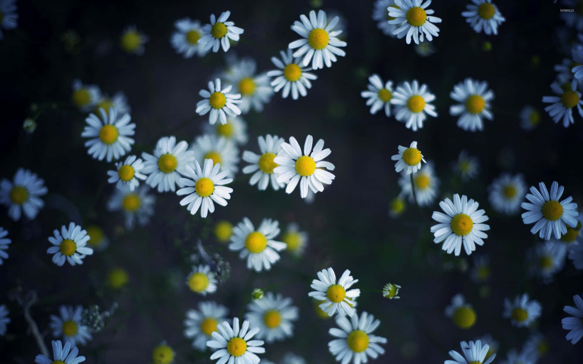 Ordinateur Esthétique Marguerite Fond d'écran