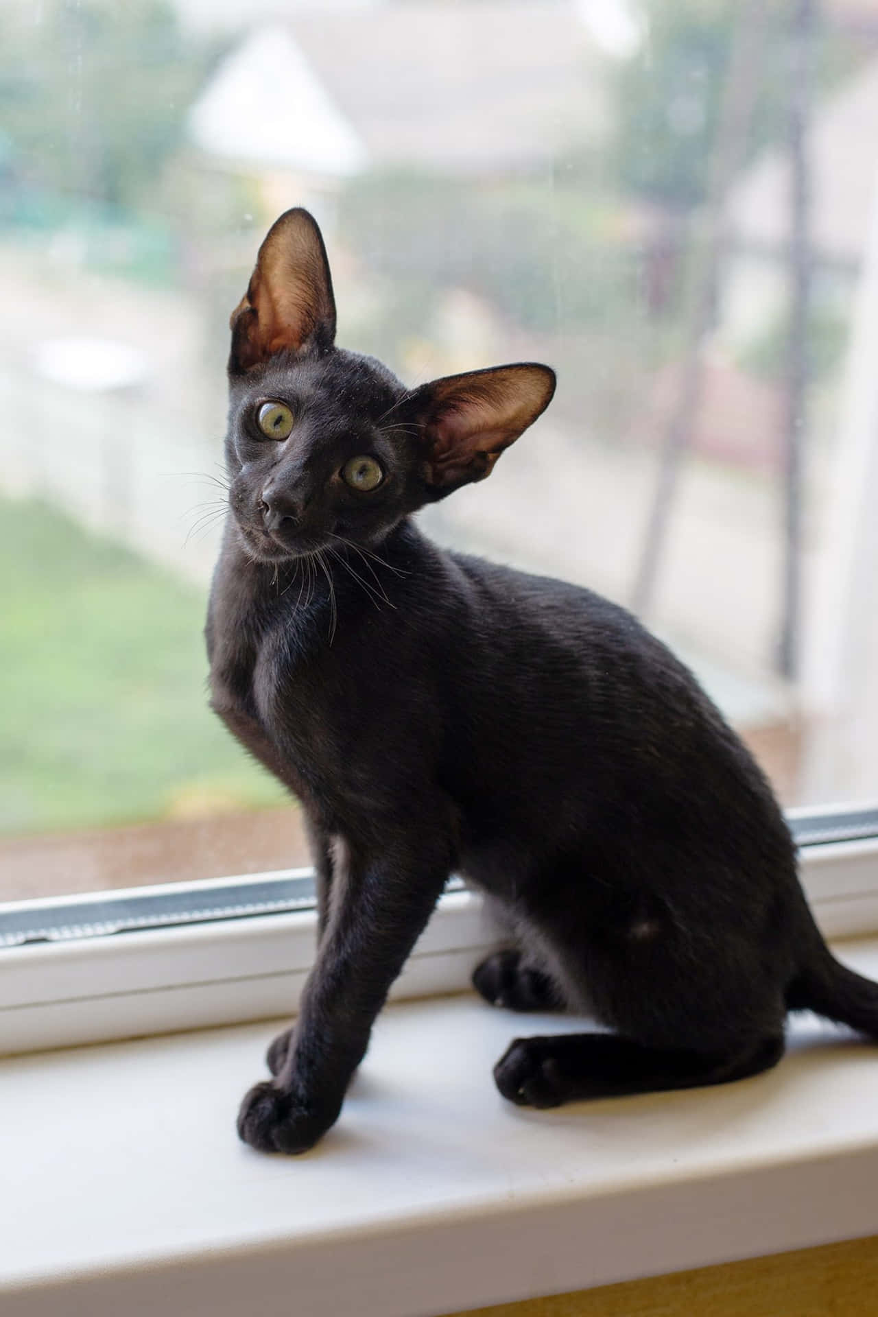 Oriental Shorthair Fond d'écran