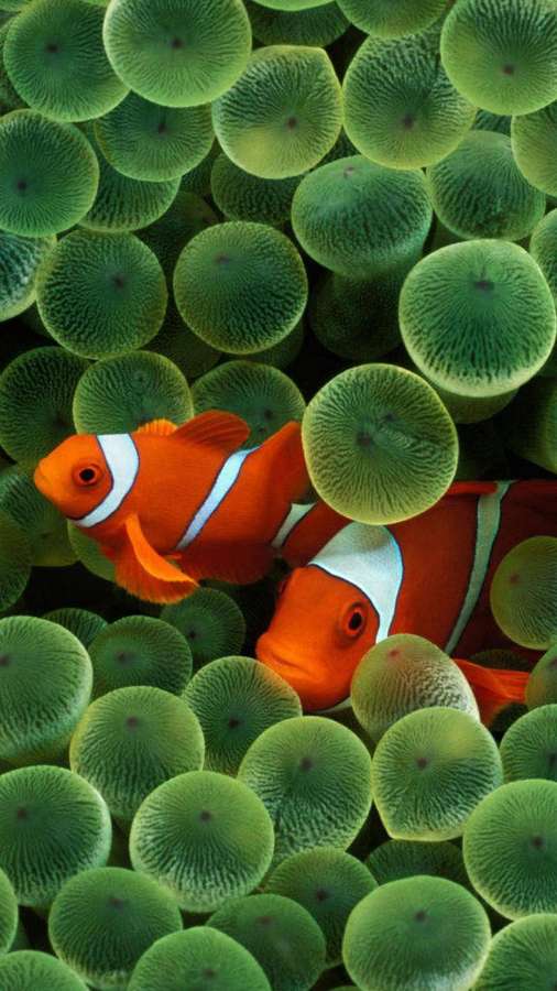 Two orange clownfish with white stripes nestled among green sea anemones underwater. — Original iPhone Wallpaper