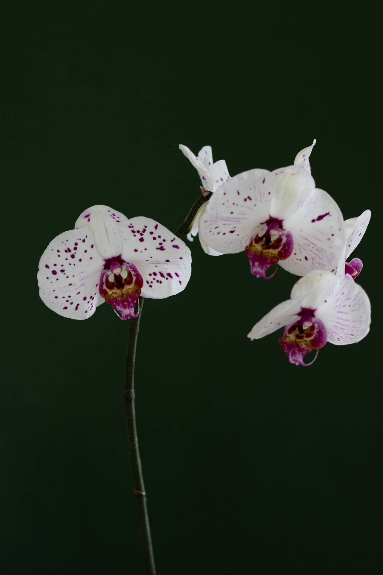 Orkideer Baggrunde