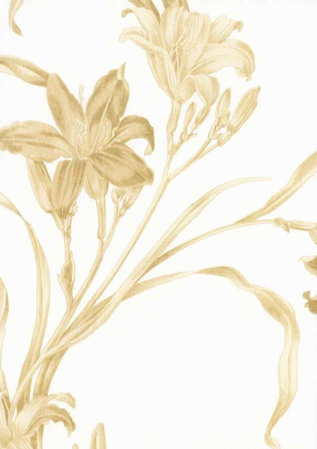 Flores y capullos de lirio beige ilustrados sobre un fondo blanco. — Oro blanco Fondos de pantalla