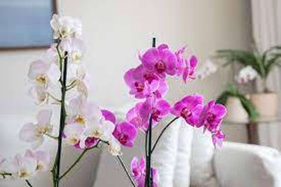 Orquídeas rosa e brancas em uma sala de estar moderna com móveis brancos. — Orquídea Papéis de Parede