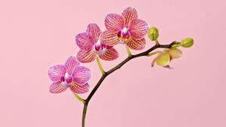 Orquídeas rosas y blancas en una rama sobre un fondo rosa pastel — Orquídea Fondos de pantalla