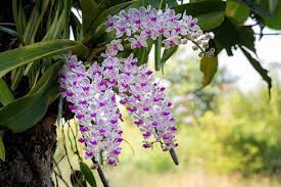 Orquídea Papel de Parede