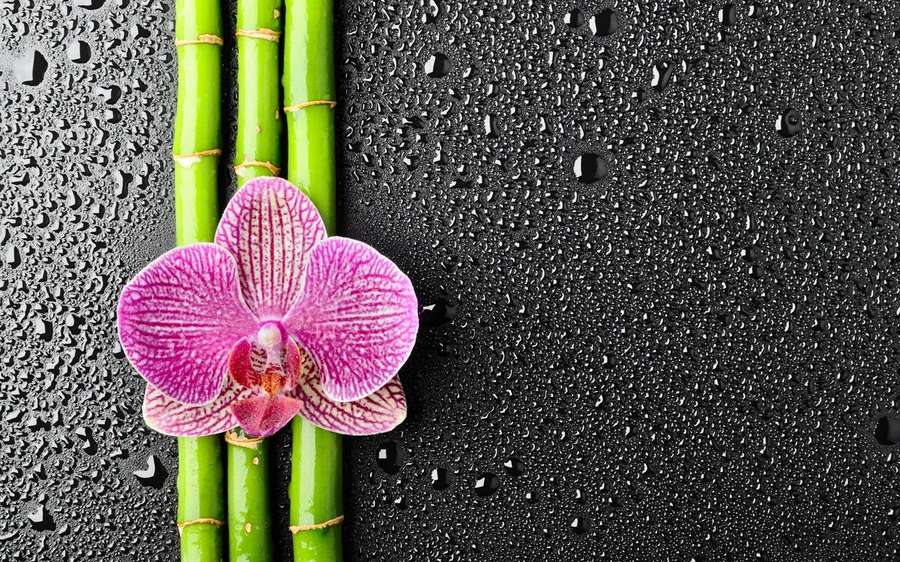 Orquídea rosa e bambu em superfície preta molhada com gotículas de água — Orquídeas Papéis de Parede