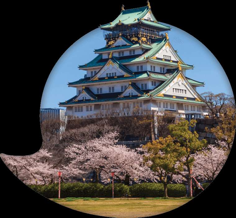 A historic Japanese castle surrounded by cherry blossom trees in full bloom. — Osaka Castle Background