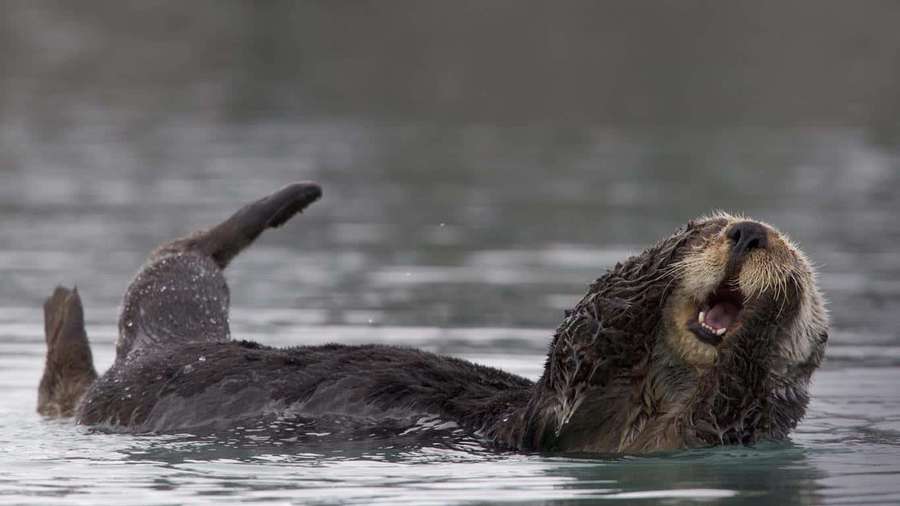 Ein Seeotter, der auf dem Rücken im Wasser treibt, mit offenem Mund und erhobenen Pfoten. — Otter Bilder