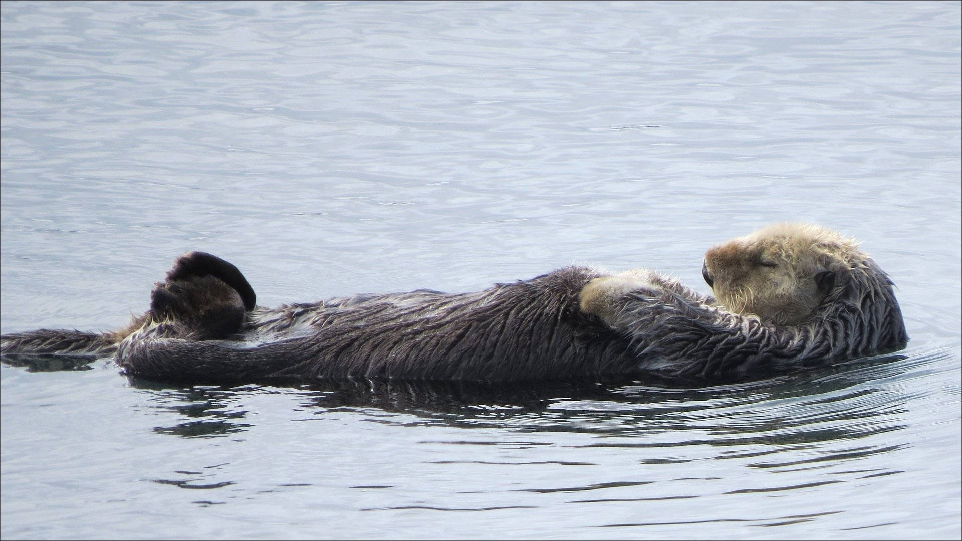 Otter Achtergrond