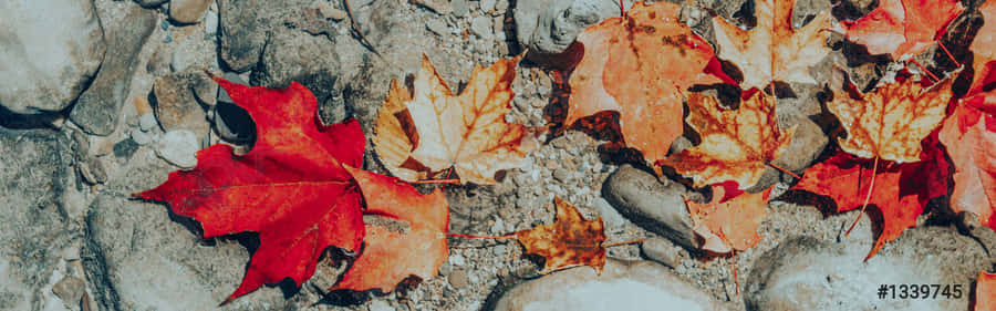 Outono Vintage Papel de Parede