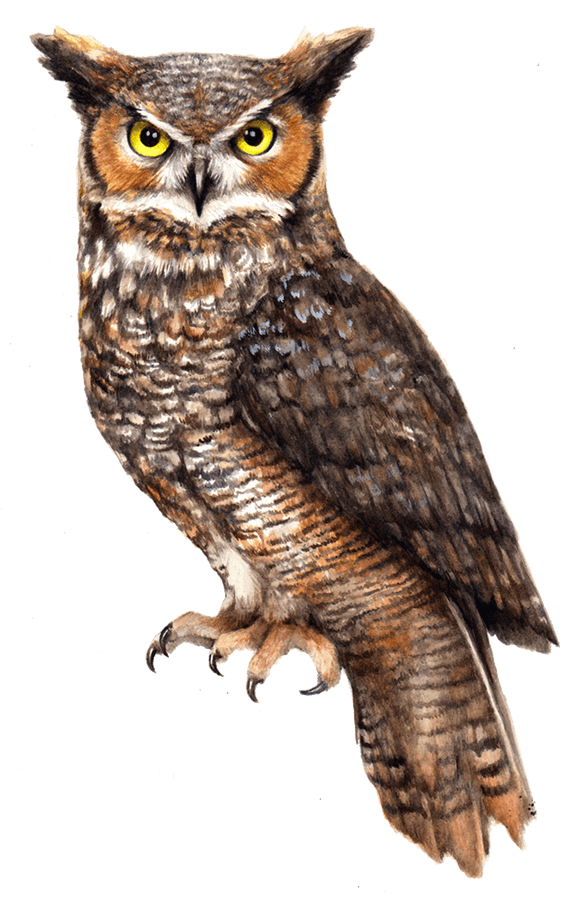 [100+] Owls Png Images | Wallpapers.com