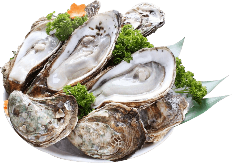 Oyster Png