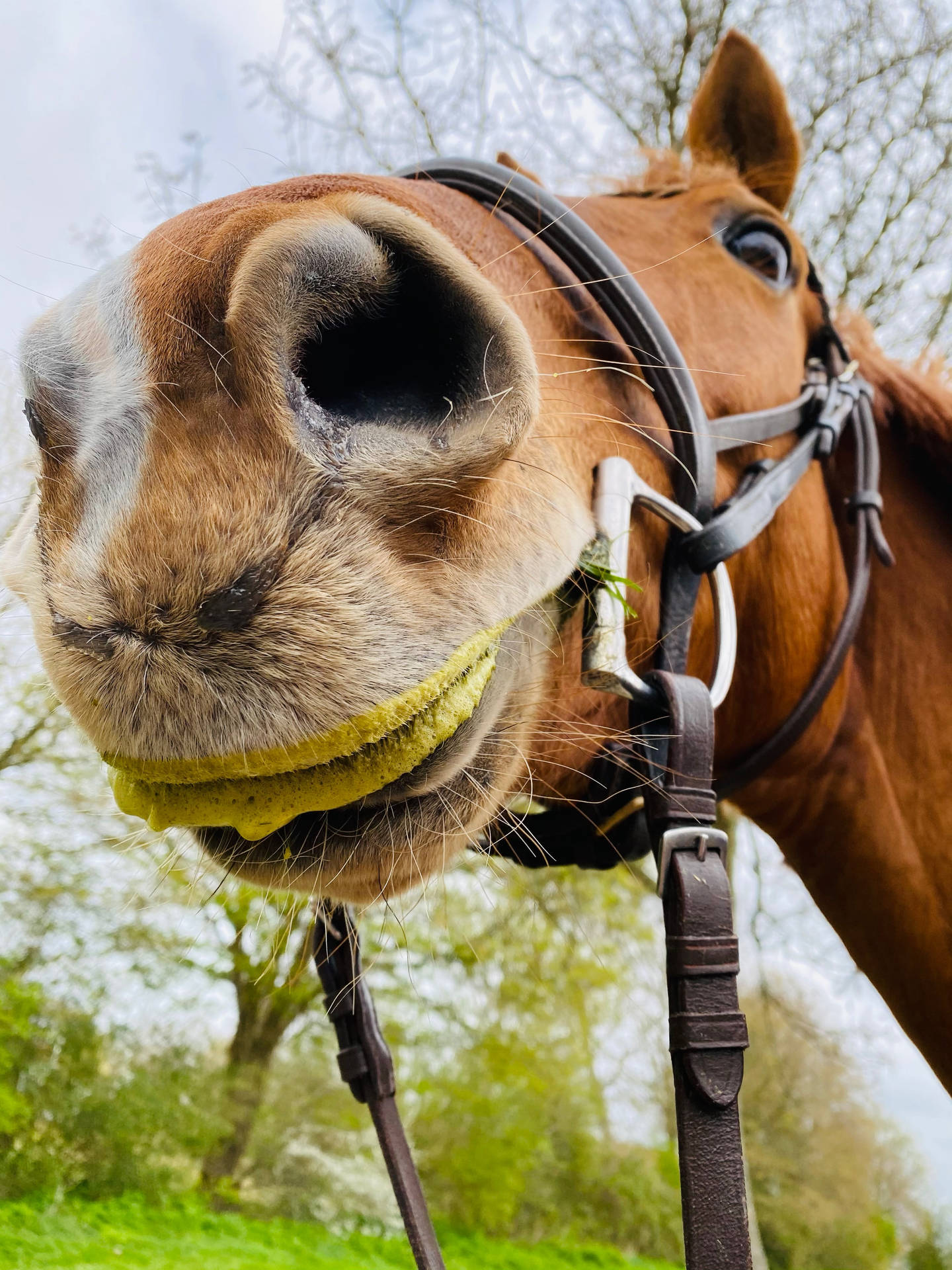 Paarden Gezicht Achtergrond