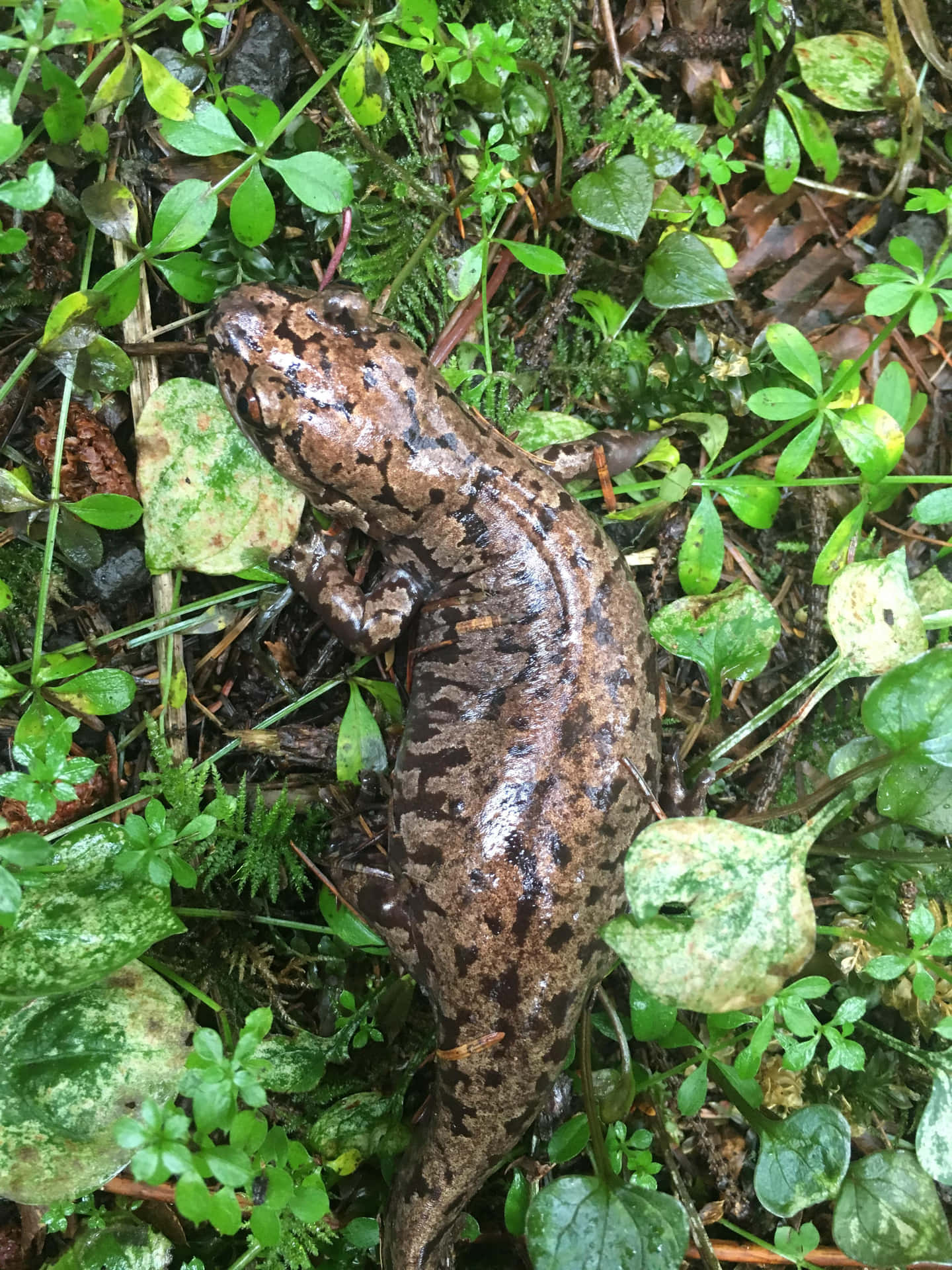 Pacific Giant Salamander Achtergrond