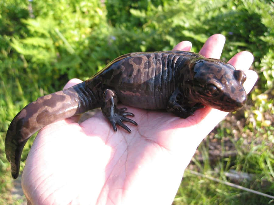 Pacific Giant Salamander Bakgrunnsbildet