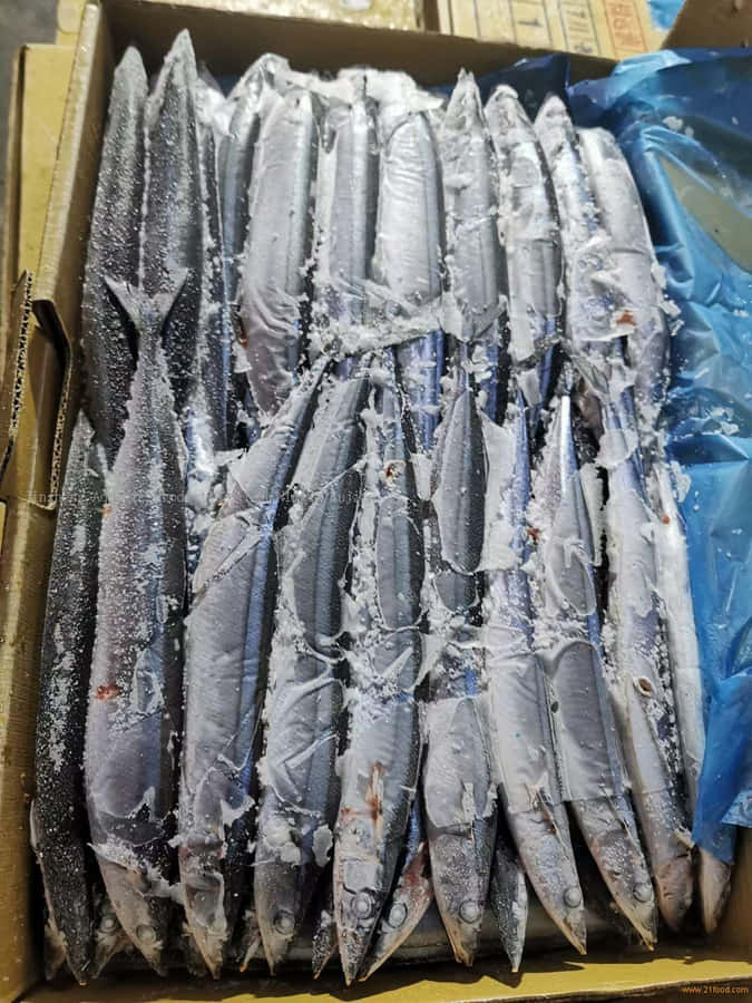 Pacific Saury Achtergrond