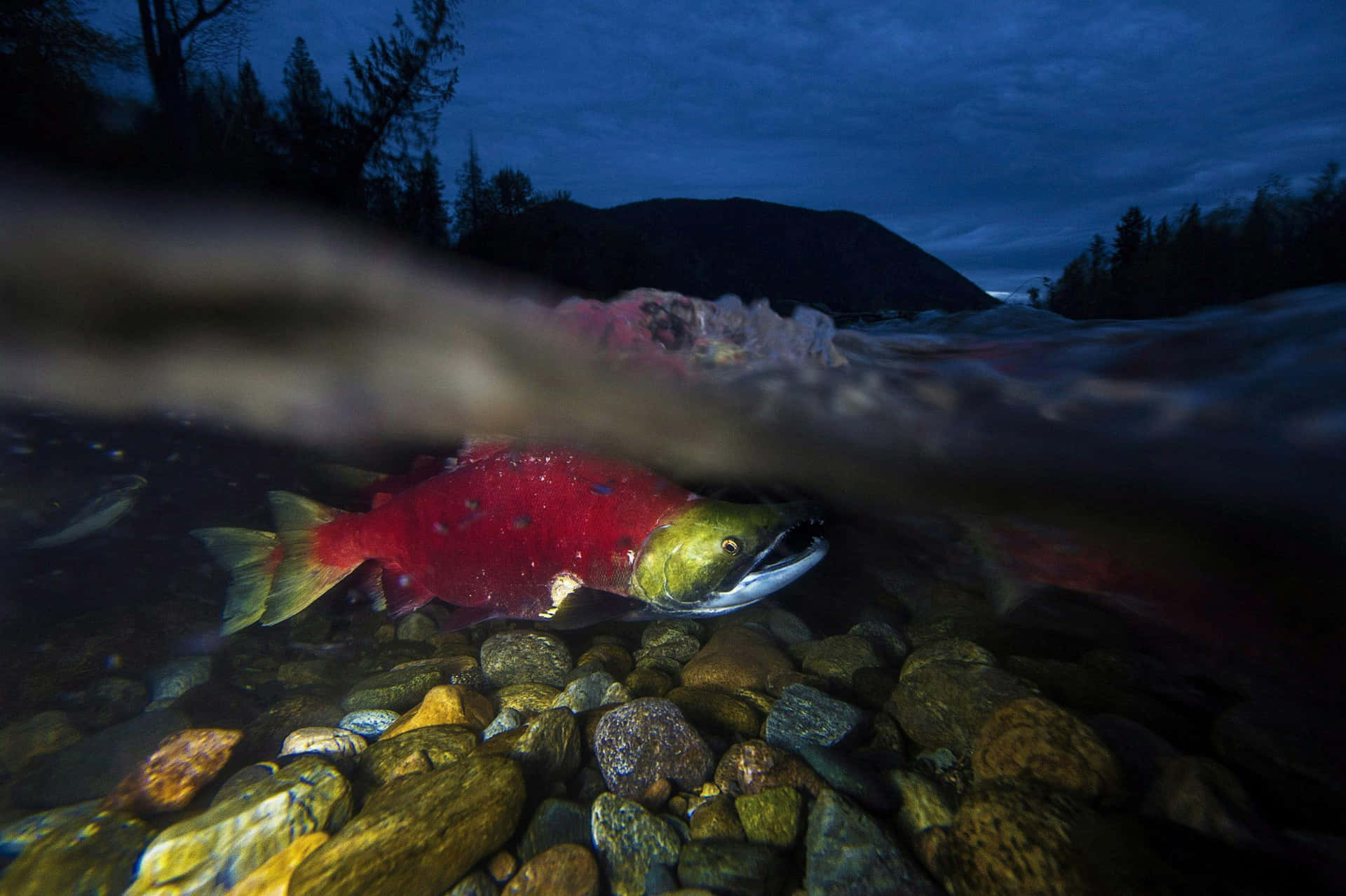 Pacifische Zalm Achtergrond