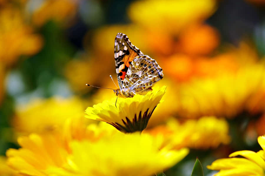 Painted Lady Butterfly Wallpaper