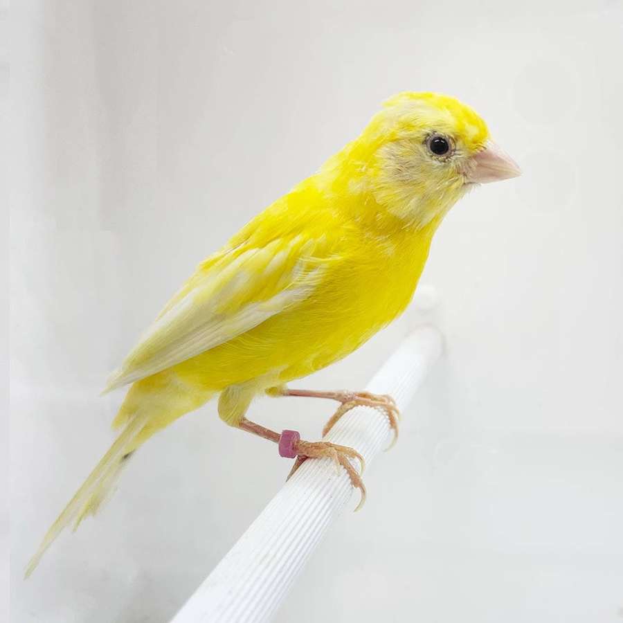 Un canario amarillo brillante con una banda rosa en la pata posado en una varilla blanca. — Pájaro Amarillo Fondos de pantalla