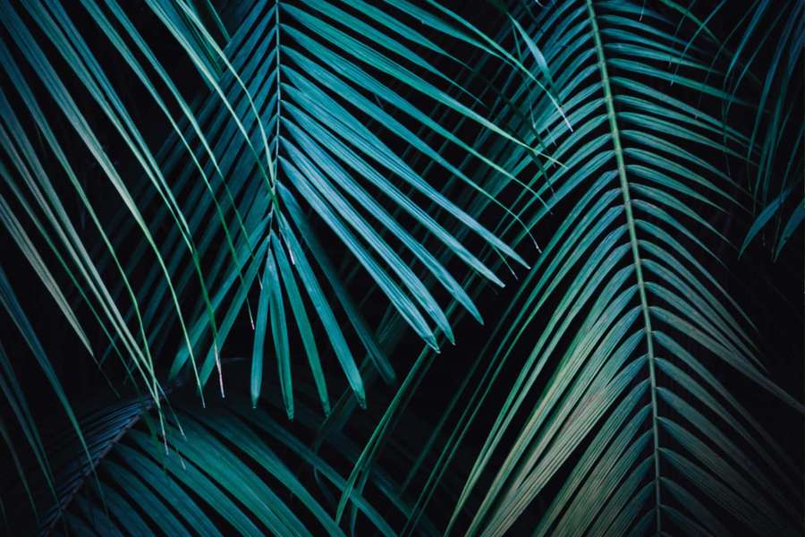 Teal palm leaves against a black background in a modern abstract composition. — Palm Background