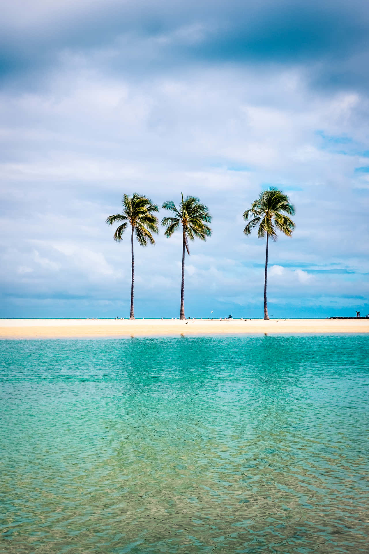 Palm Bomen Strand Achtergrond