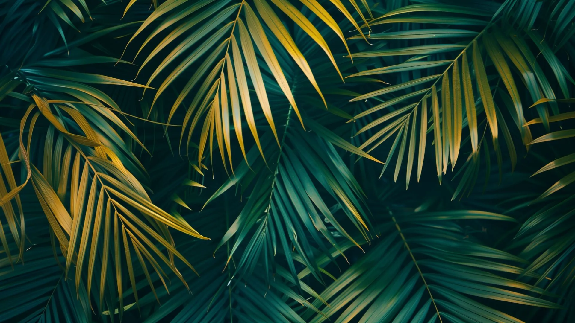 Palm Leaf Wallpapers