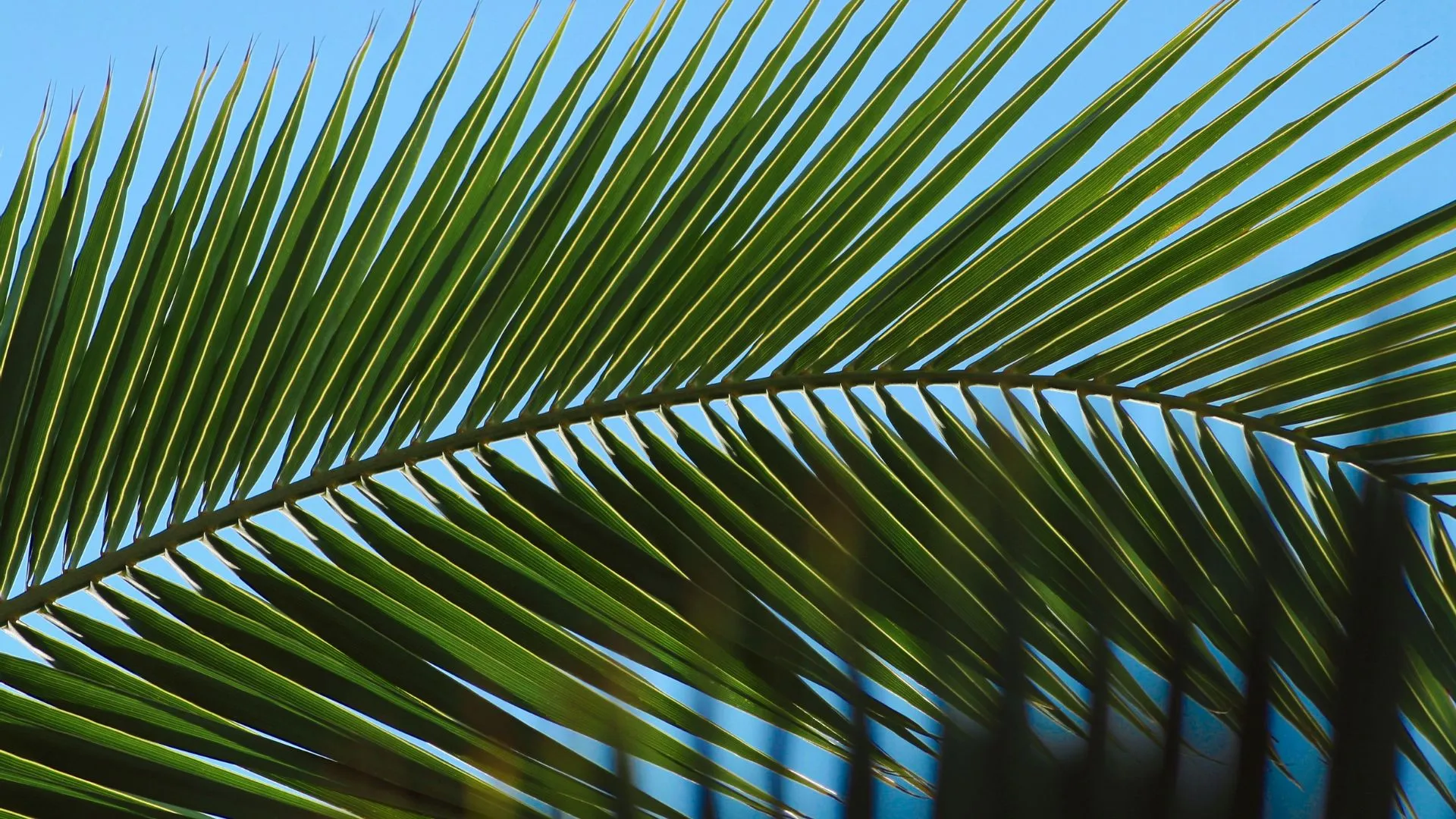 Palm Leaf Wallpapers