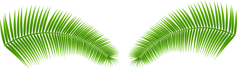 Palm Leaves Png