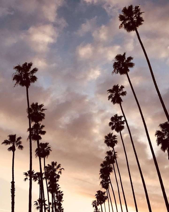 Palmen als Silhouetten vor einem Abendhimmel mit rosa und blauen Wolken. — Palm Tree iPhone Hintergrundbild