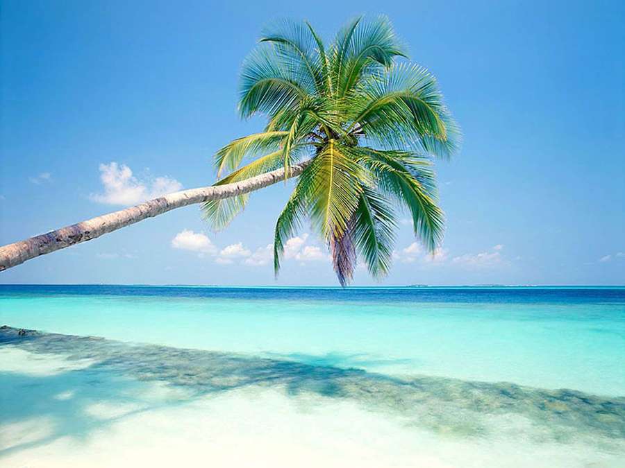 Tropical beach with palm tree and turquoise water under blue sky — Palm Tree Wallpaper