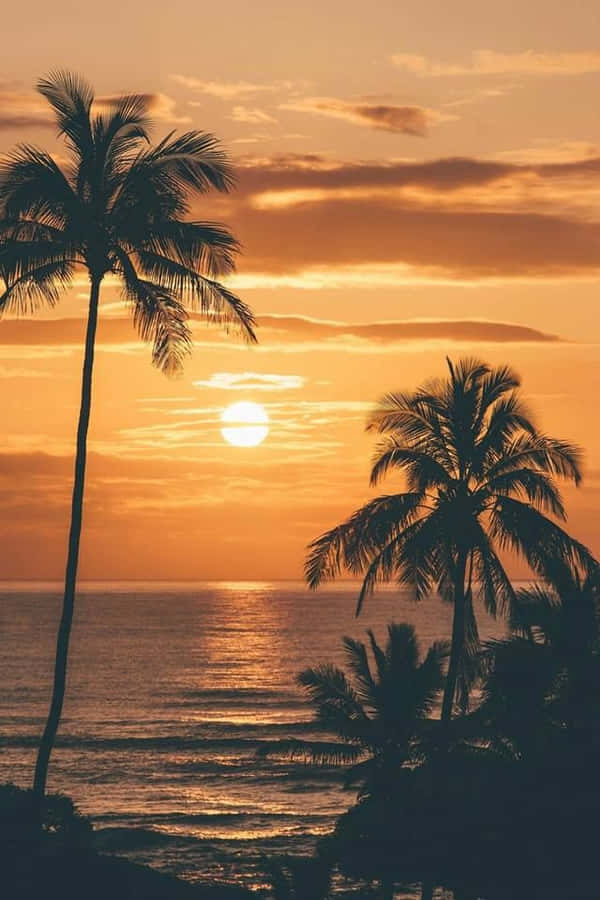 Palm Trees Beach Bilder