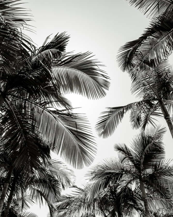 Palmeira Preta E Branca Papel de Parede
