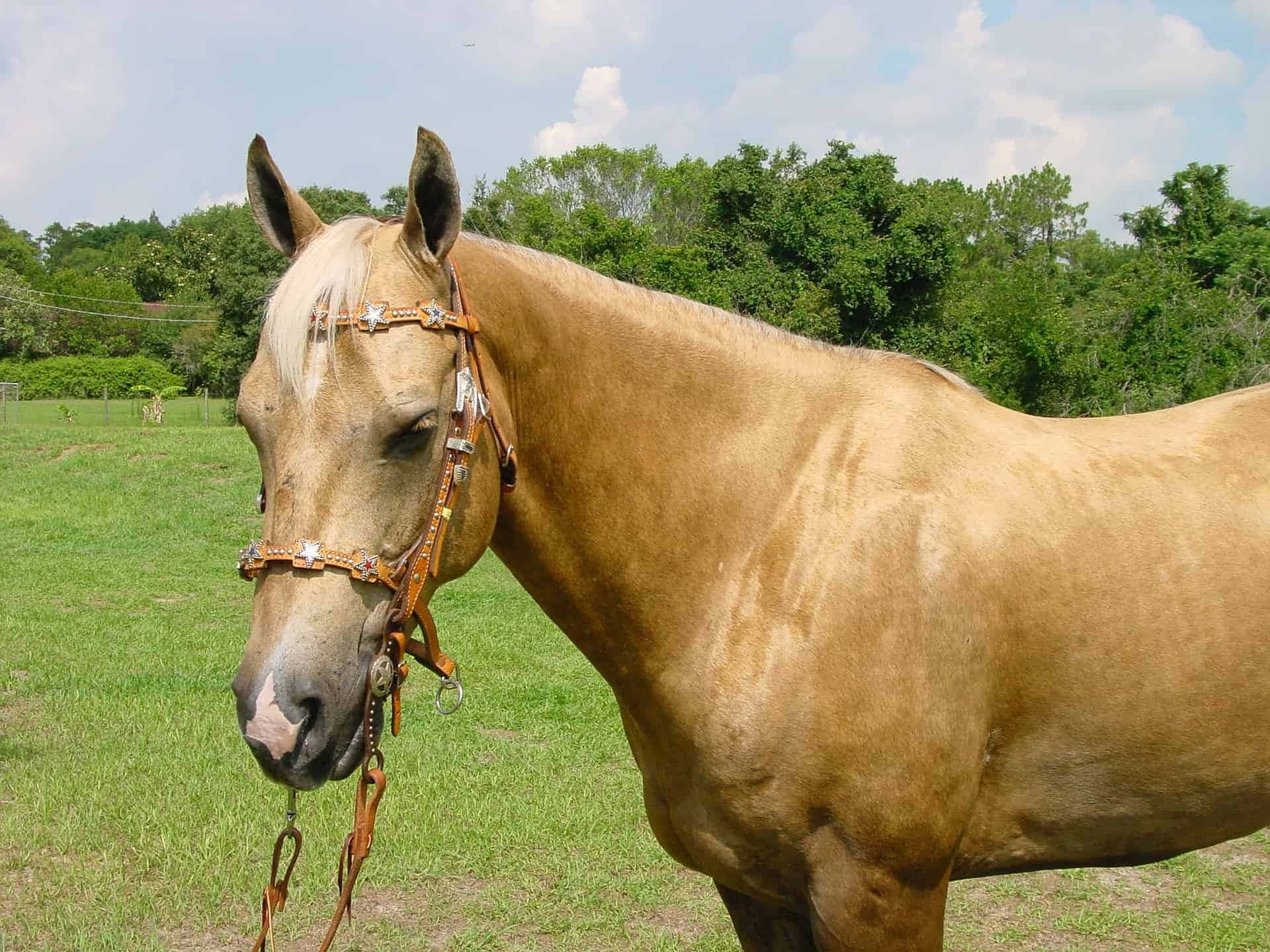 Palomino Horse Pictures Wallpaper