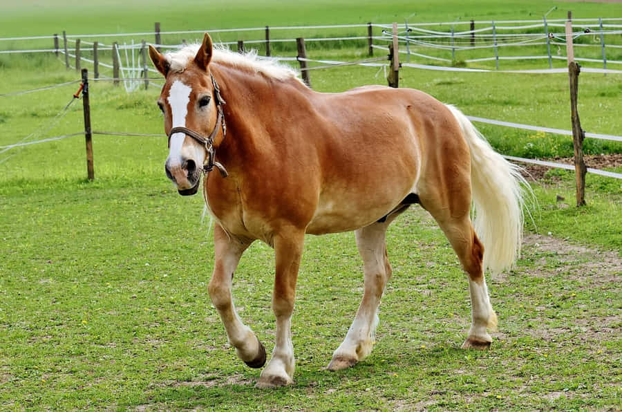 Palomino Horses Pictures Wallpaper
