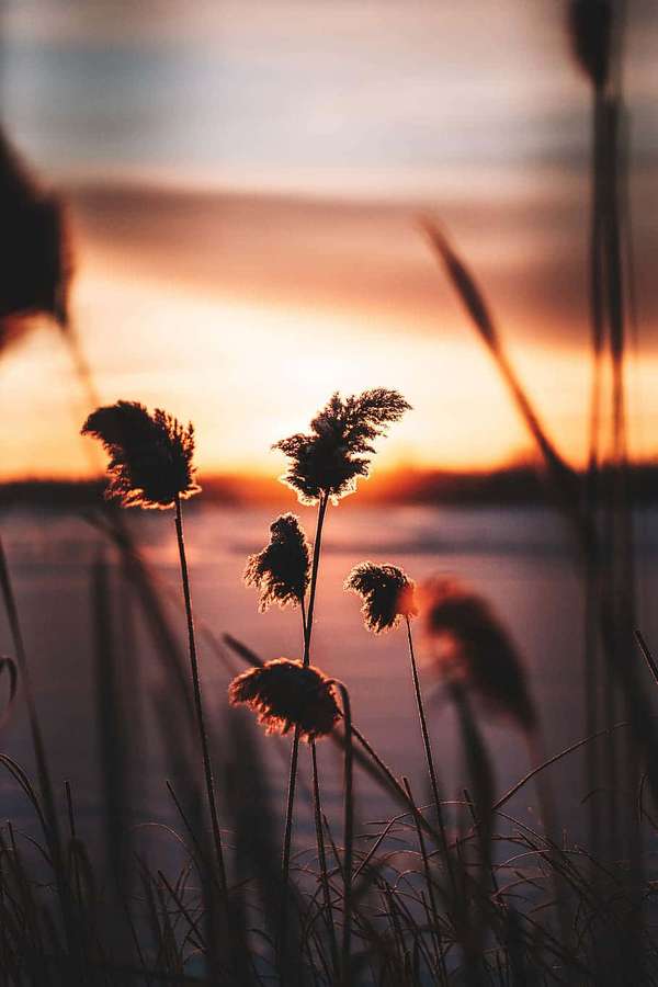 Ruo'ot siluettina kultaista auringonlaskua vasten veden ylla — Pampas Grass Taustakuvat