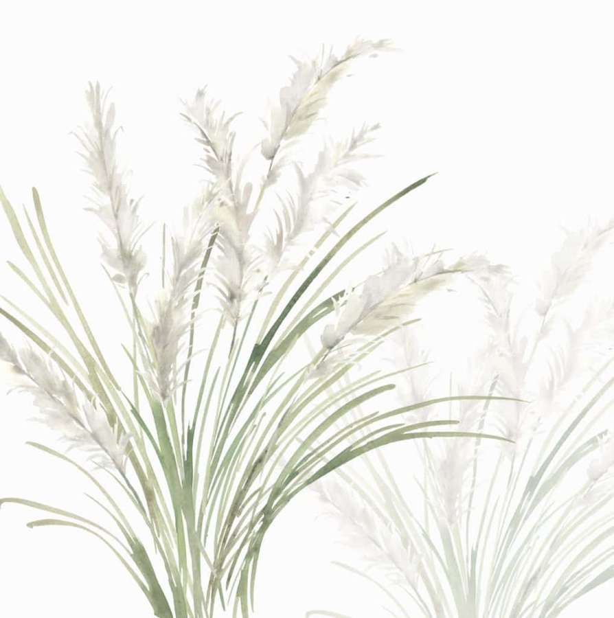 Aquarellillustration von Pampasgras mit weißen Federn und grünen Stielen — Pampasgras Wallpaper