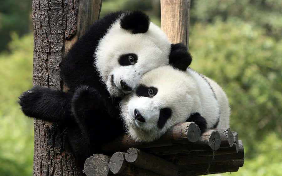 Panda Fofo Papel de Parede