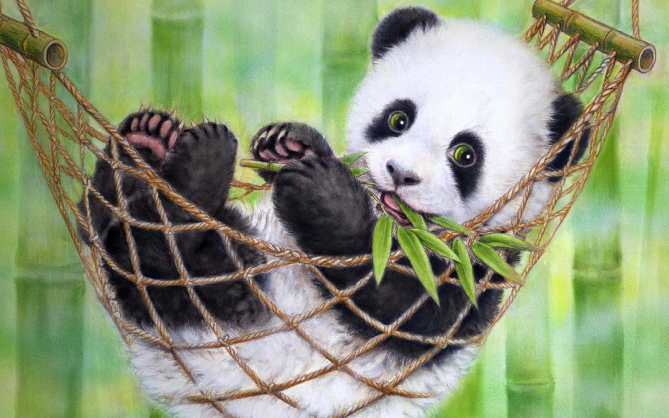 Panda cub in hammock eating bamboo in bamboo forest — Panda Laptop Wallpaper