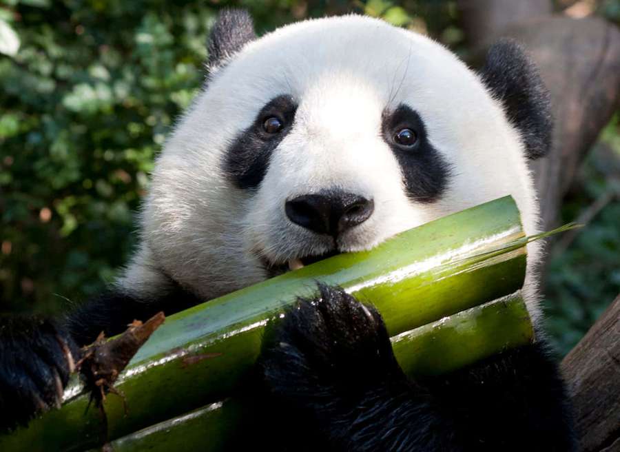 A giant panda eating bamboo in a forest setting. — Panda Picture