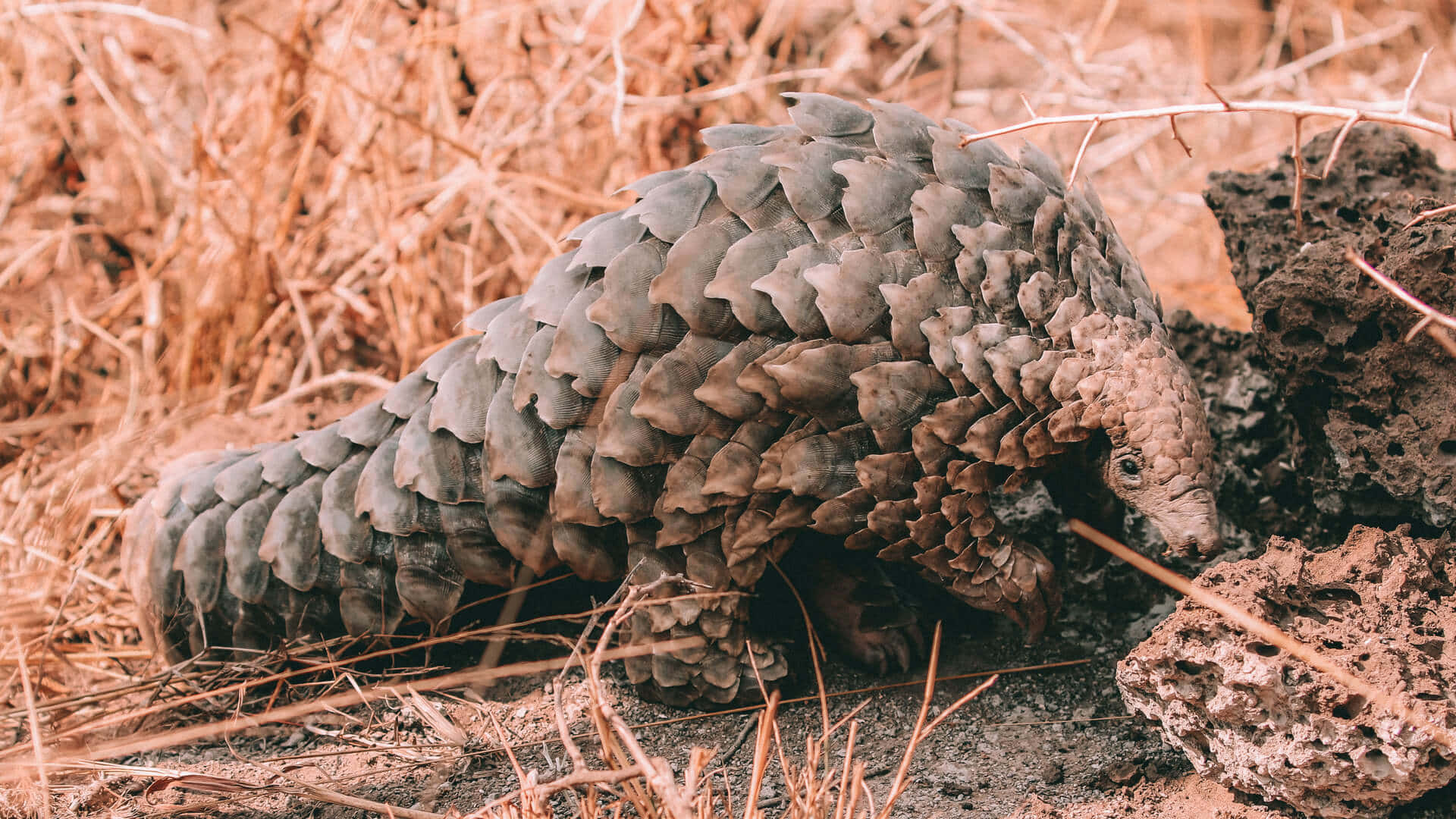 Pangolin Achtergrond