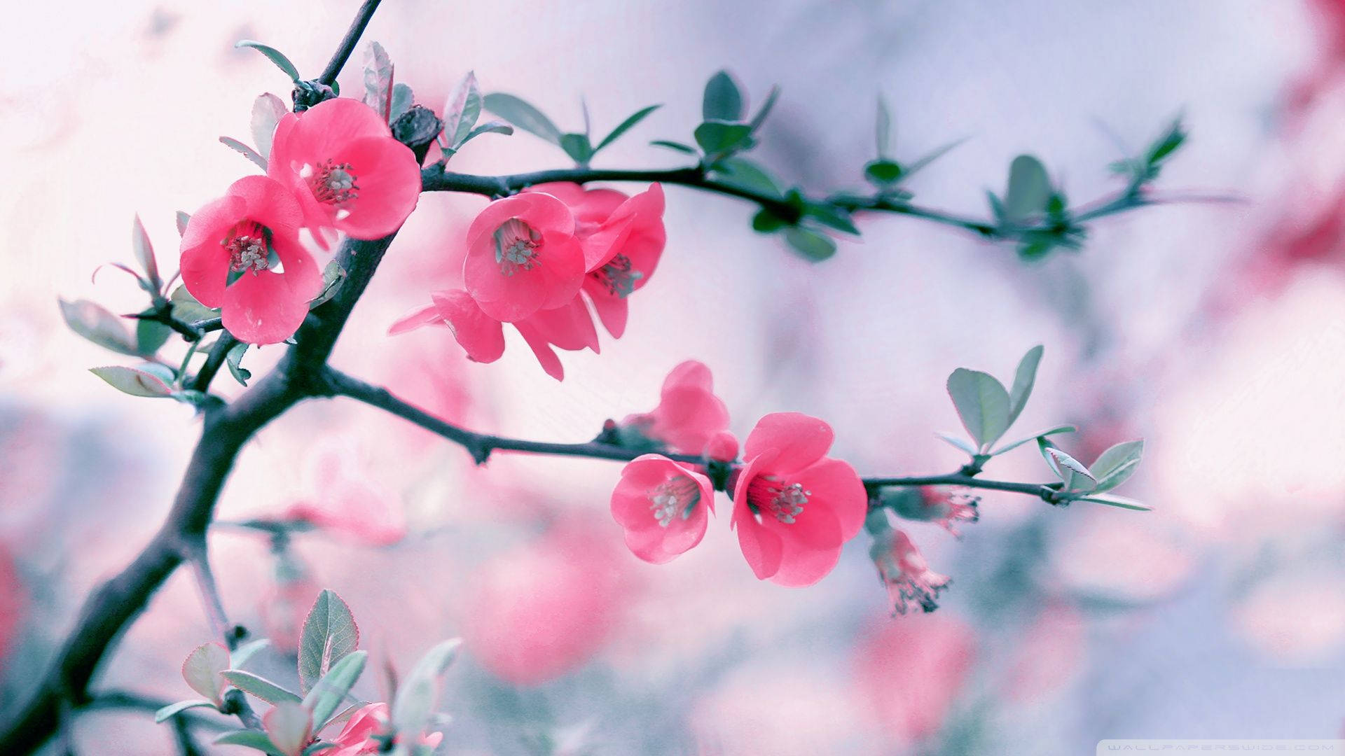 548 Flower Wallpapers & Backgrounds For