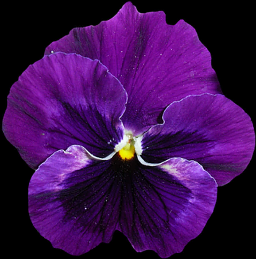 Pansy Png