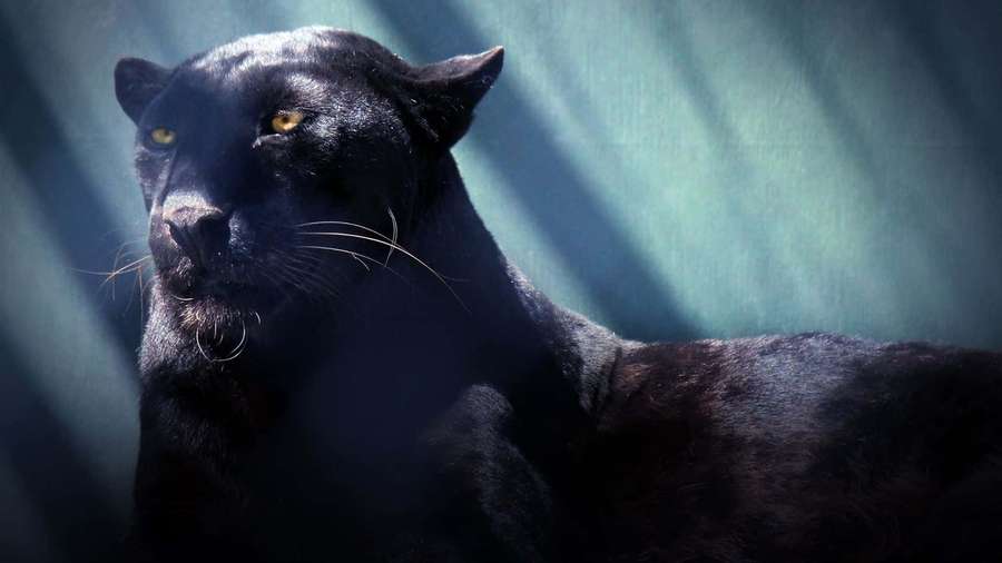 A black panther with glowing eyes in dramatic lighting. — Panther Background