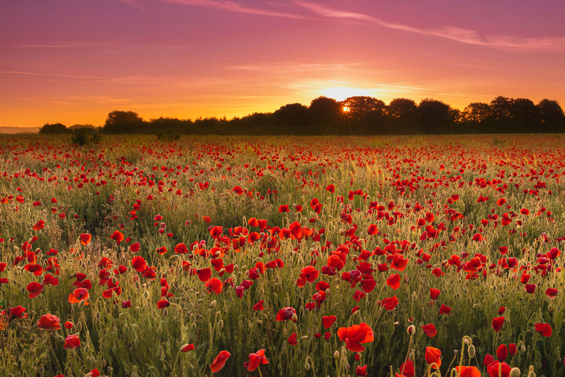 Papaver Veld Achtergrond