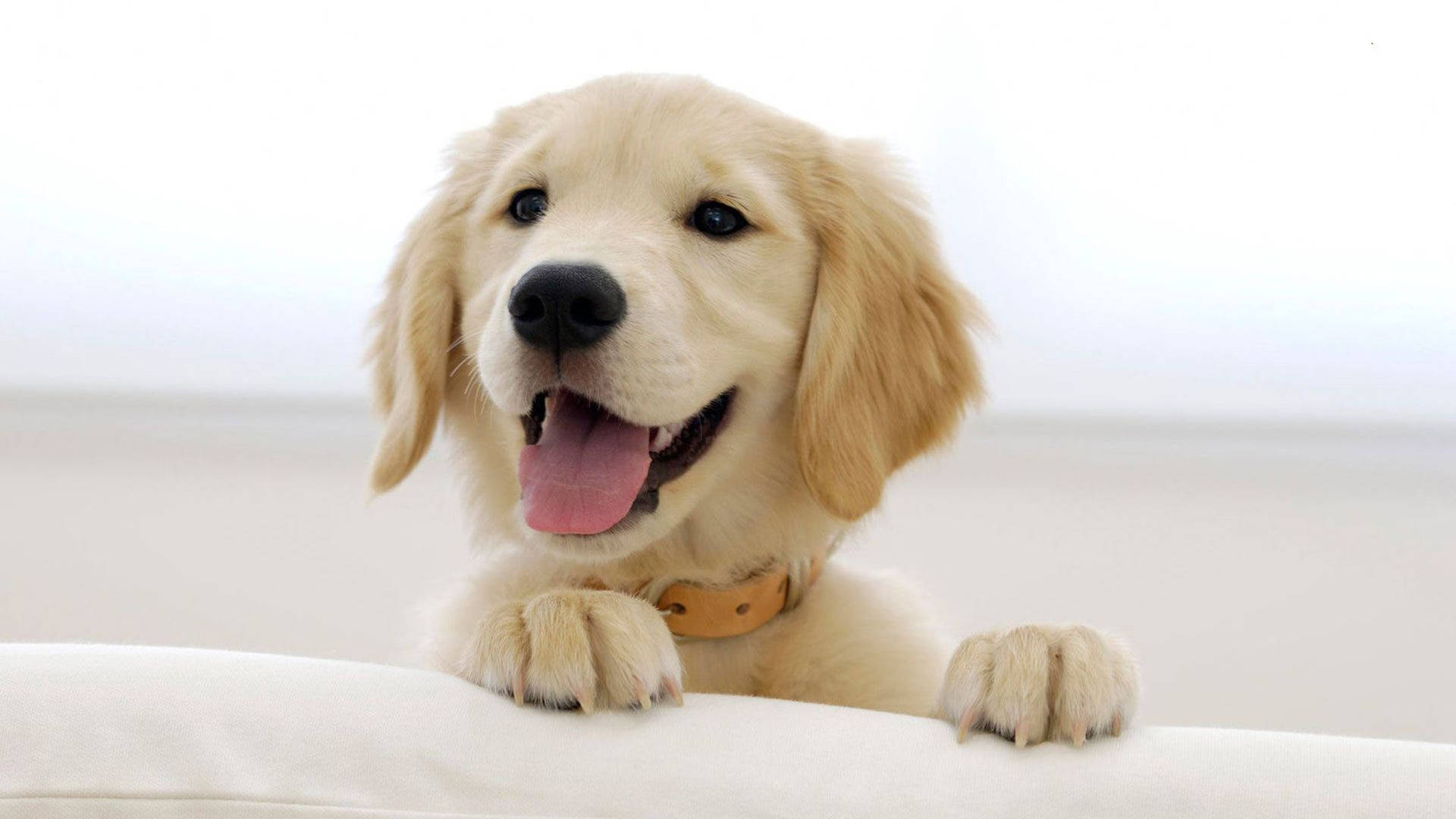 Papel De Parede Para Celular Gratis Golden Retriever Puppies