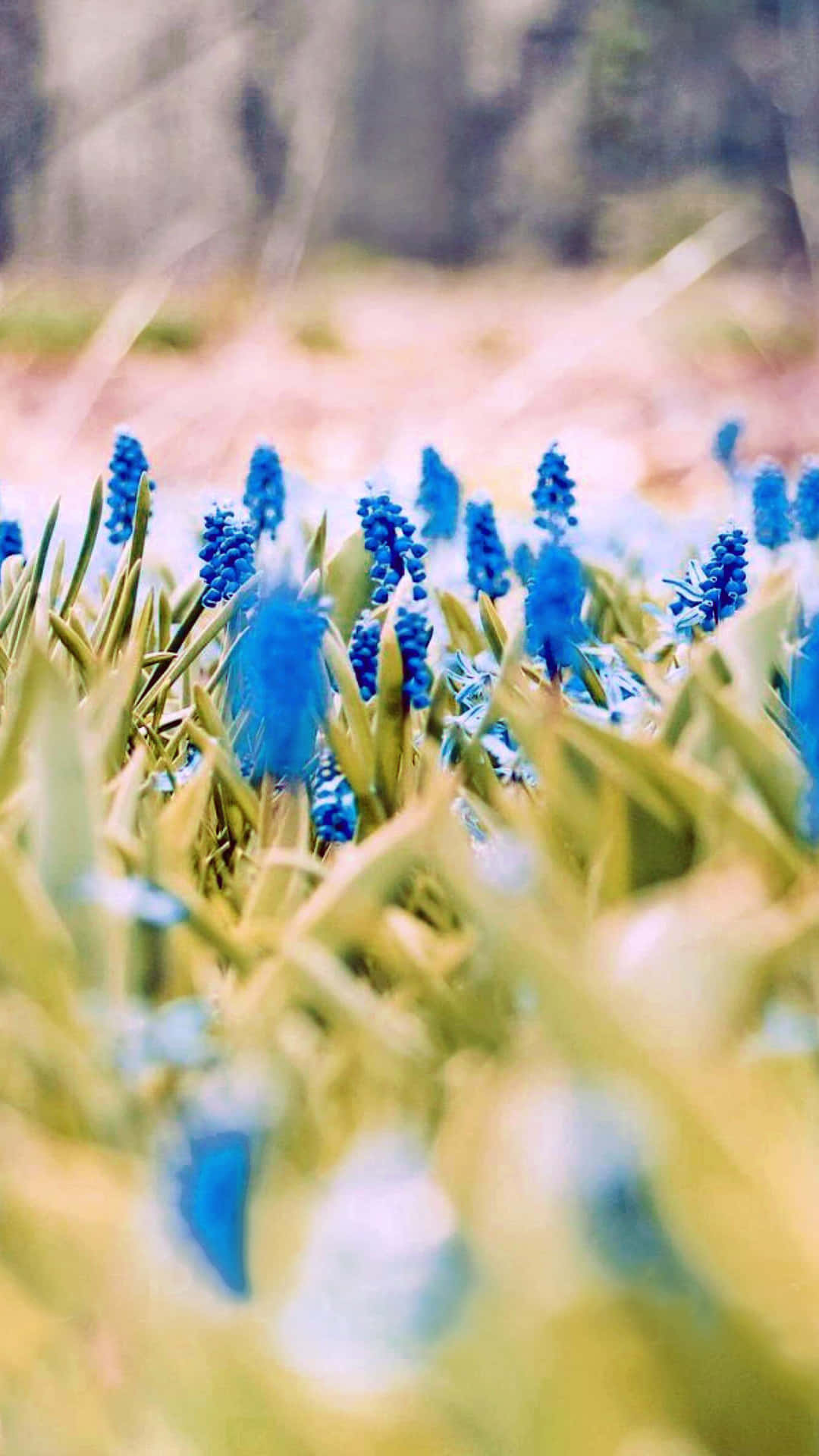 Papel De Parede Para Celular Gratis Hyacinth