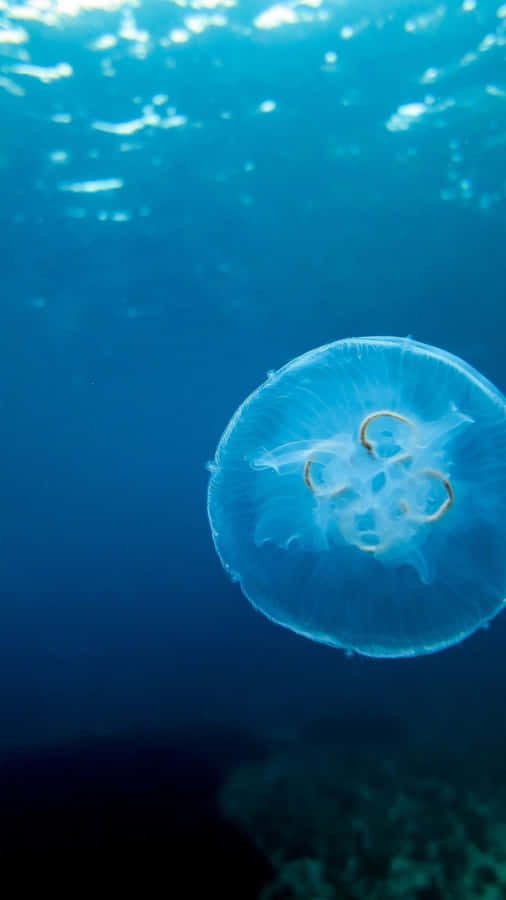 Papel De Parede Para Celular Gratis Jellyfish