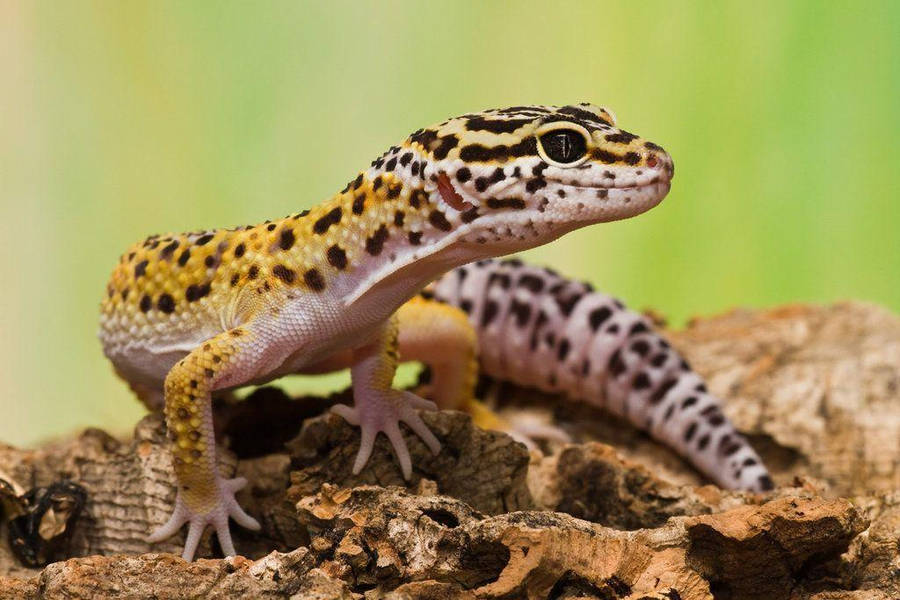 Papel De Parede Para Celular Gratis Leopard Gecko
