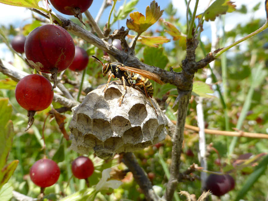 Paper Wasp Wallpaper